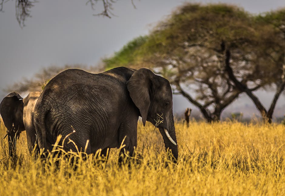 voir les éléphants d'Afrique lors d'un safari en Tanzanie